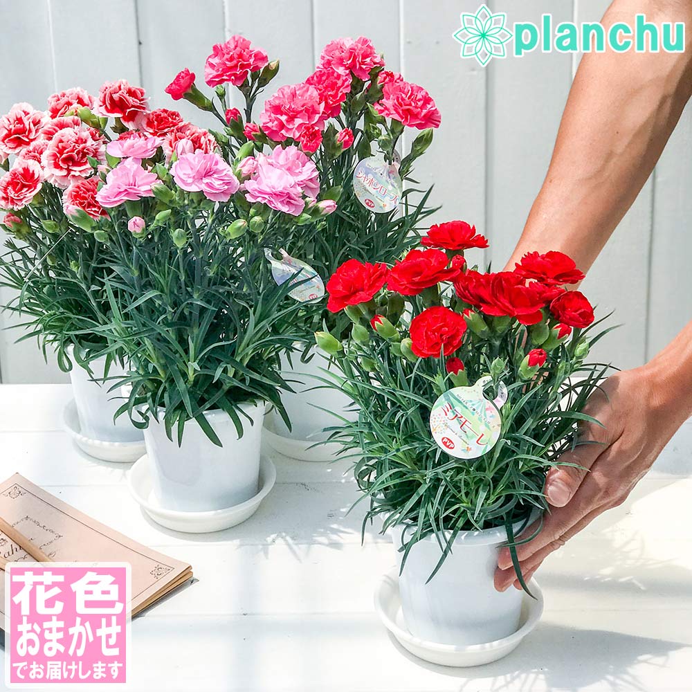 PLANCHU 母の日ギフト カーネーション 花色おまかせ 4号鉢 受け皿付き