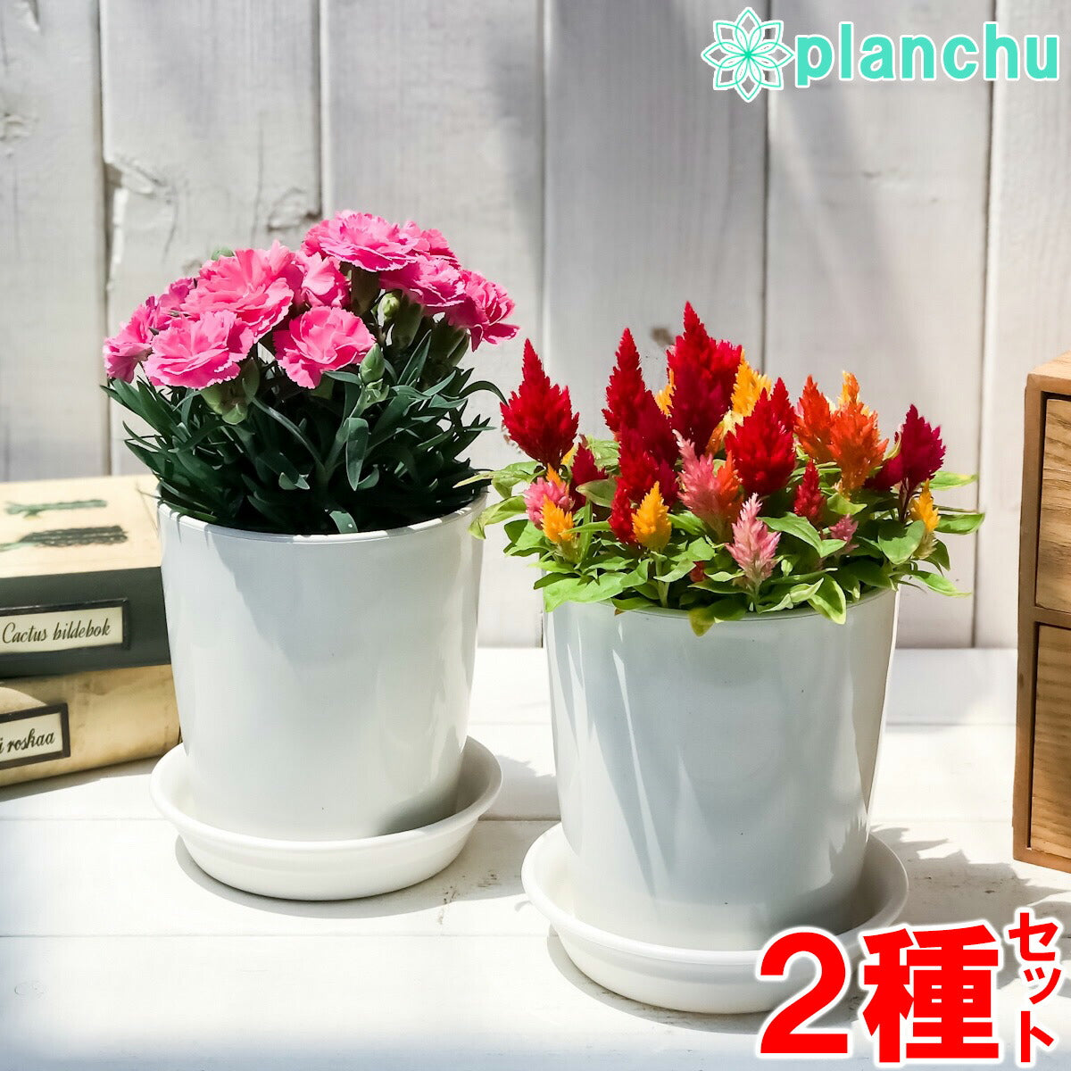 PLANCHU 母の日ギフト 花色おまかせ カーネーション & ケイトウケーキ カシミヤデコレーション 2鉢セット 受け皿付き 育て方説明書付き