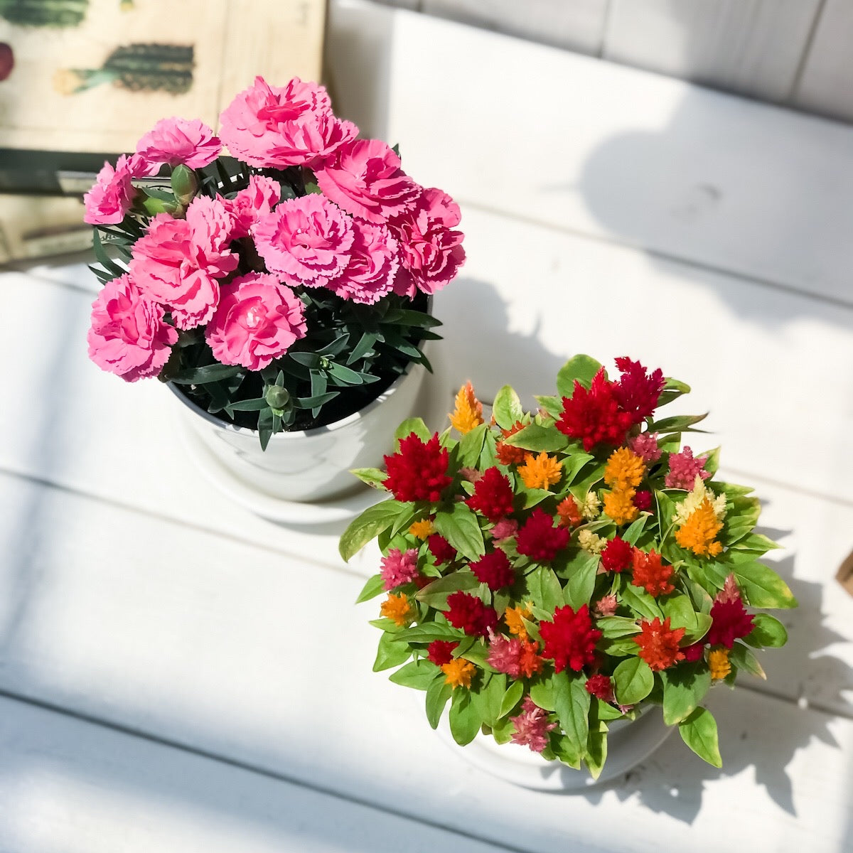 PLANCHU 母の日ギフト 花色おまかせ カーネーション & ケイトウケーキ カシミヤデコレーション 2鉢セット 受け皿付き 育て方説明書付き