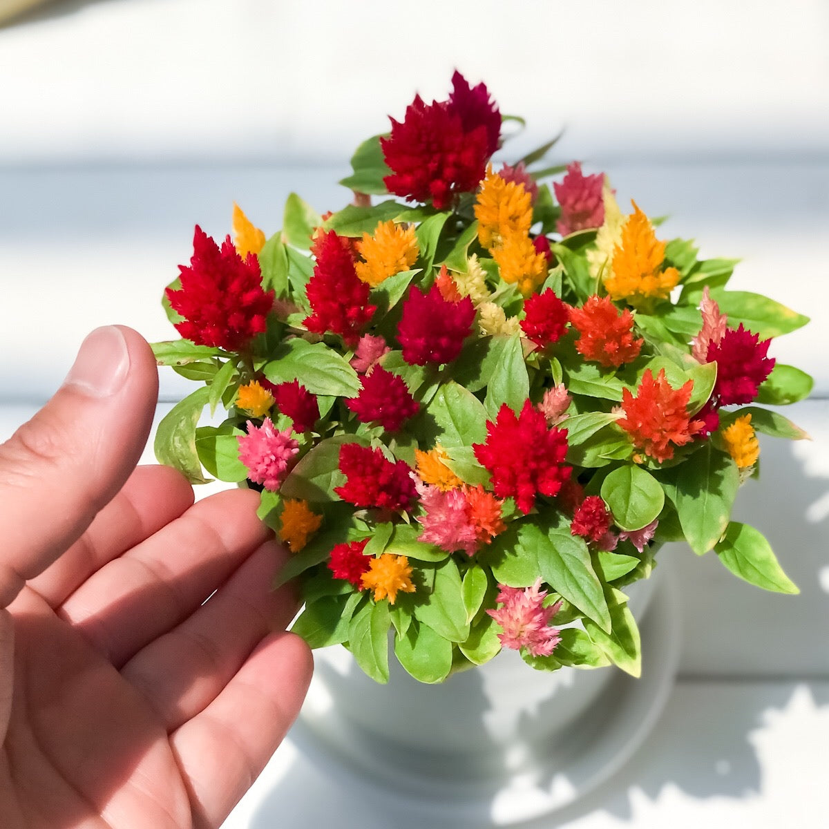 PLANCHU 母の日ギフト 花色おまかせ カーネーション & ケイトウケーキ カシミヤデコレーション 2鉢セット 受け皿付き 育て方説明書付き