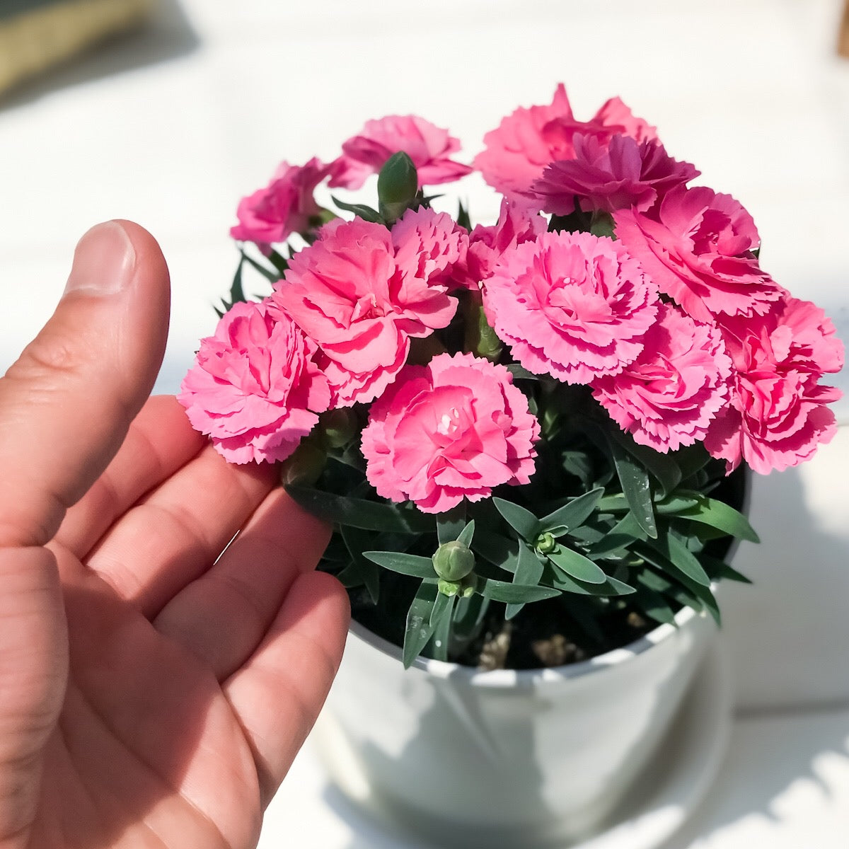 PLANCHU 母の日ギフト 花色おまかせ カーネーション & ケイトウケーキ カシミヤデコレーション 2鉢セット 受け皿付き 育て方説明書付き