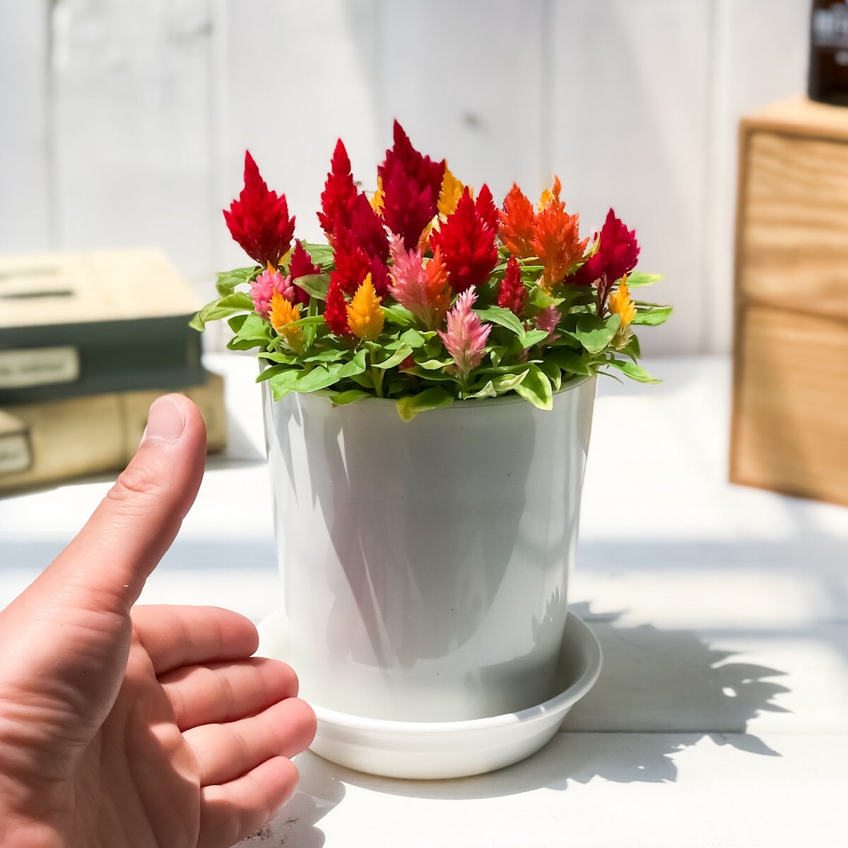 PLANCHU 母の日ギフト 花色おまかせ カーネーション & ケイトウケーキ カシミヤデコレーション 2鉢セット 受け皿付き 育て方説明書付き