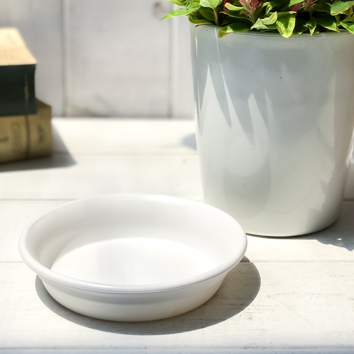 PLANCHU 母の日ギフト 花色おまかせ カーネーション & ケイトウケーキ カシミヤデコレーション 2鉢セット 受け皿付き 育て方説明書付き