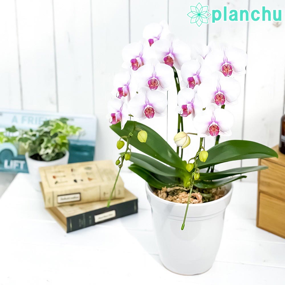 PLANCHU 鉢花ギフト ミディ胡蝶蘭 ルージュ 2本立ち 5号陶器鉢 受け皿