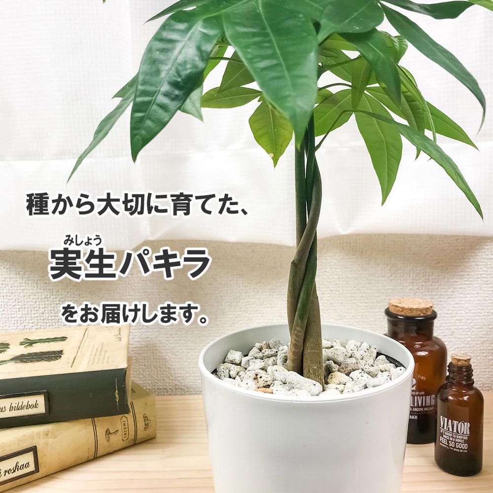 PLANCHU 母の日ギフト パキラ ネジリ 実生株 4号鉢 受け皿付き 育て方説明書付き ピック付き 発財樹 観葉植物