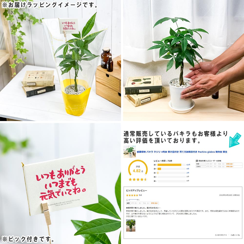 PLANCHU 母の日ギフト パキラ ネジリ 実生株 4号鉢 受け皿付き 育て方説明書付き ピック付き 発財樹 観葉植物