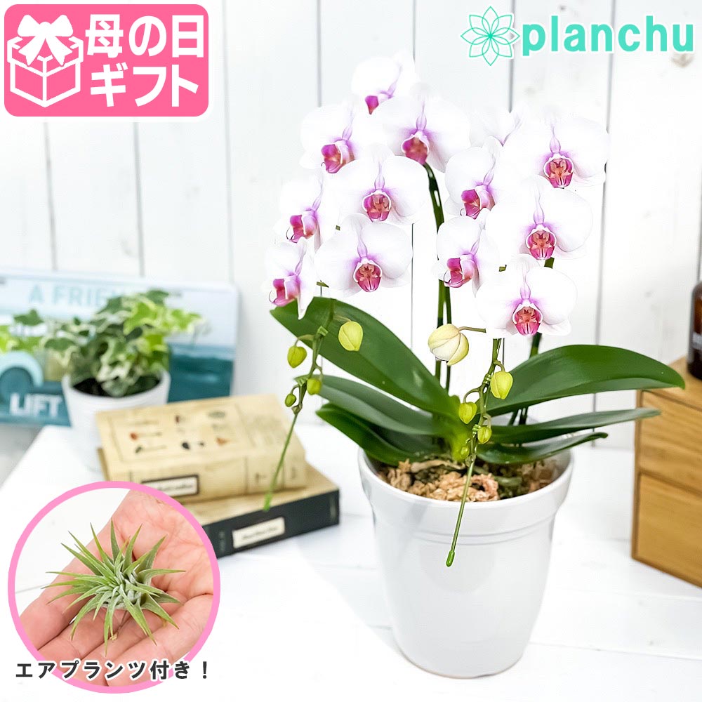 PLANCHU 母の日ギフト ミディ胡蝶蘭 ルージュ 2本立ち 5号陶器鉢 受け皿付き 育て方説明書付き エアプランツのおまけ付き ファレノプシス コチョウラン 洋ラン