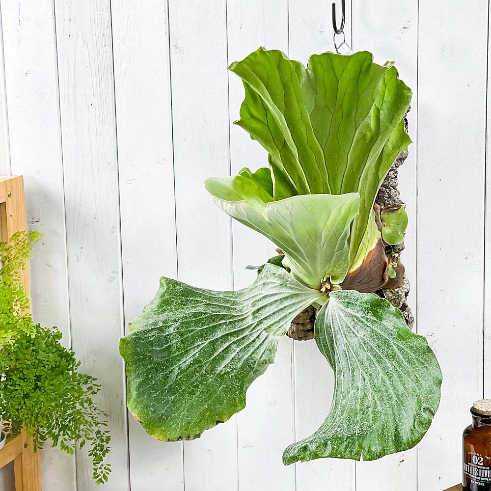 PLANCHU 一点もの 観葉植物 ビカクシダ アンゴレンセ バージンコルク付け 育て方説明書付き 美品 エレファントティス プラティケリウム コウモリラン シダ