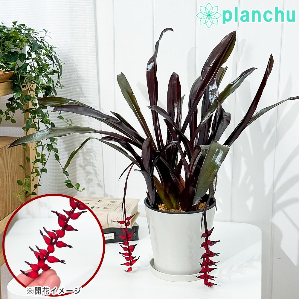 PLANCHU 観葉植物 エクメア フォスターズフェイバリット 5号鉢 受け皿付き 育て方説明書付き Aechmea ‘Foster's Favorite’ ブロメリア
