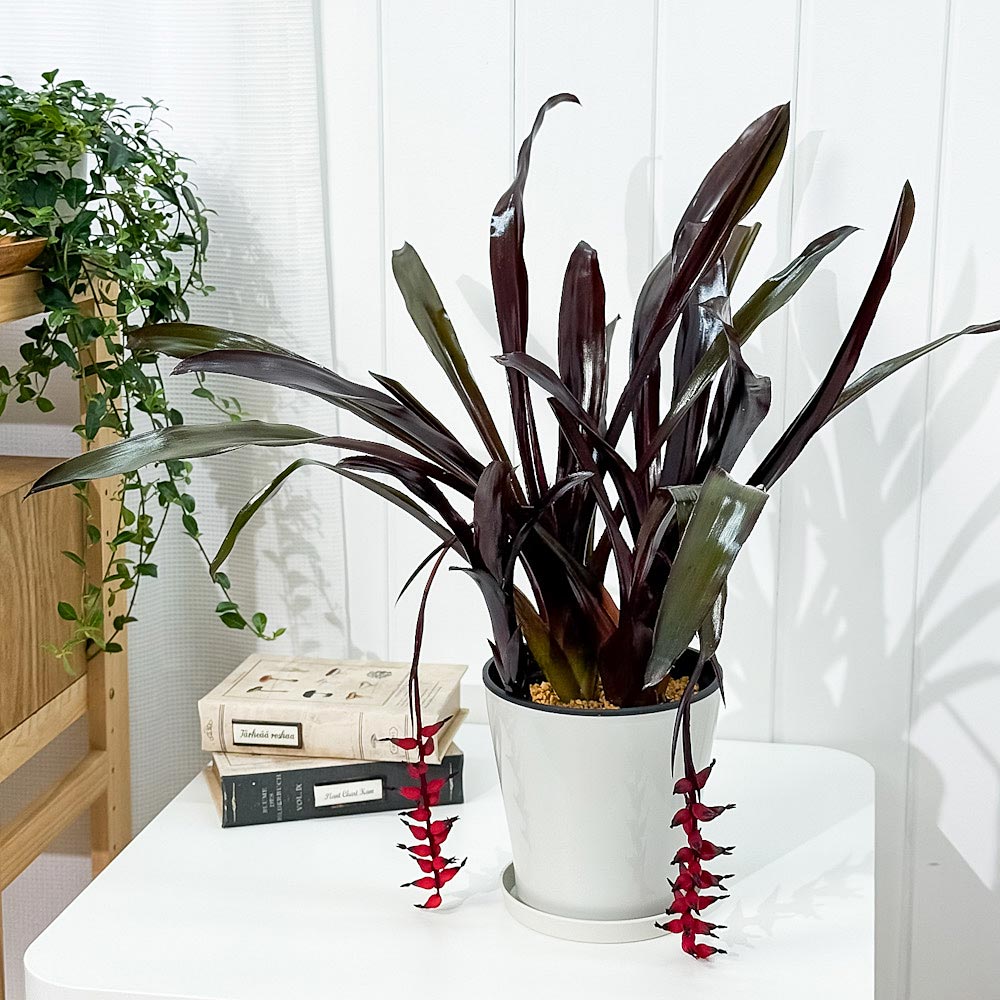 PLANCHU 観葉植物 エクメア フォスターズフェイバリット 5号鉢 受け皿付き 育て方説明書付き Aechmea ‘Foster's Favorite’ ブロメリア