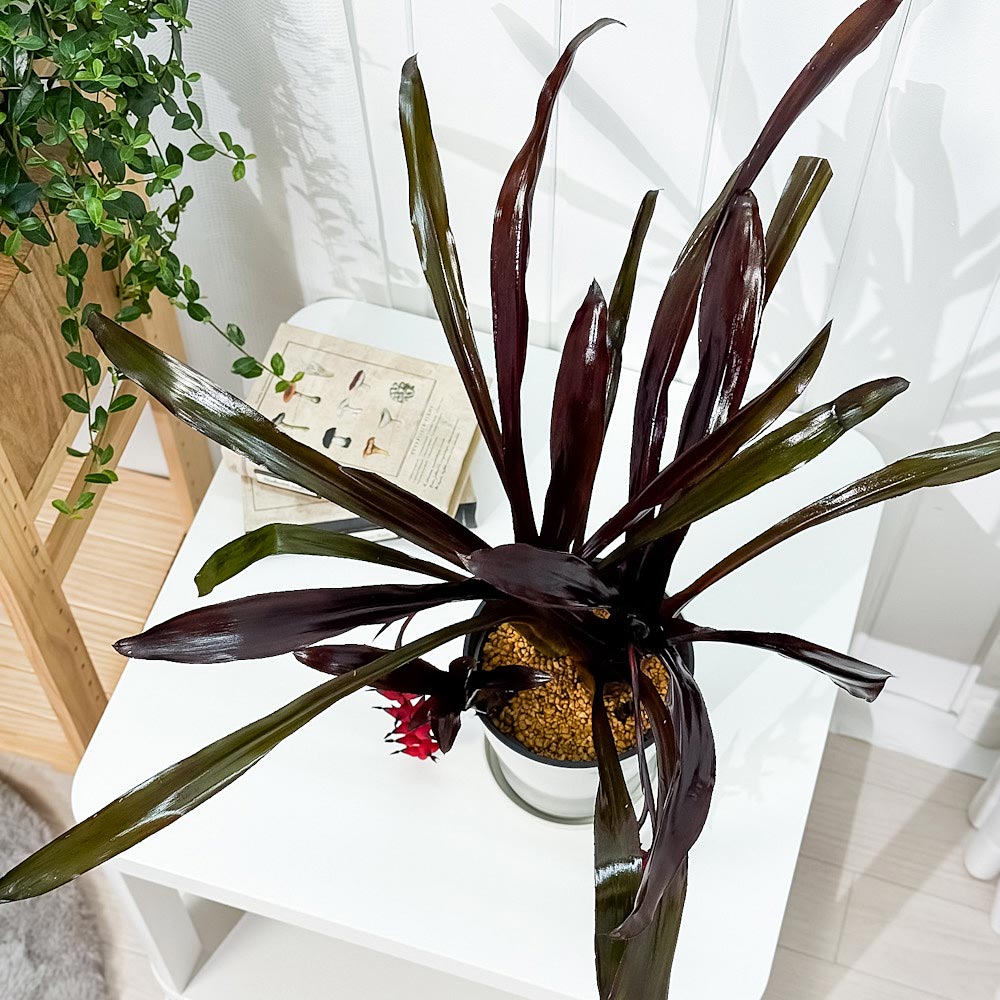 PLANCHU 観葉植物 エクメア フォスターズフェイバリット 5号鉢 受け皿付き 育て方説明書付き Aechmea ‘Foster's Favorite’ ブロメリア