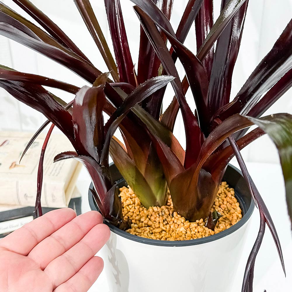 PLANCHU 観葉植物 エクメア フォスターズフェイバリット 5号鉢 受け皿付き 育て方説明書付き Aechmea ‘Foster's Favorite’ ブロメリア