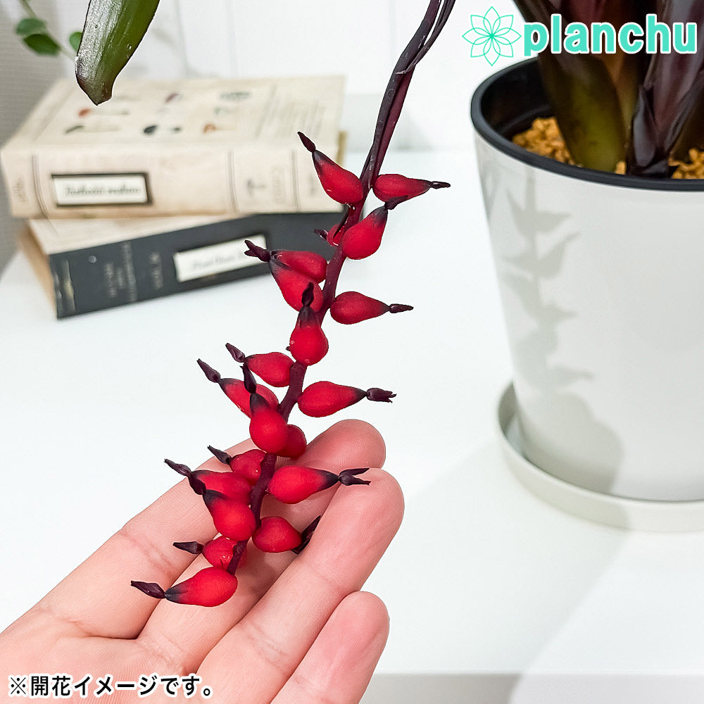 PLANCHU 観葉植物 エクメア フォスターズフェイバリット 5号鉢 受け皿付き 育て方説明書付き Aechmea ‘Foster's Favorite’ ブロメリア