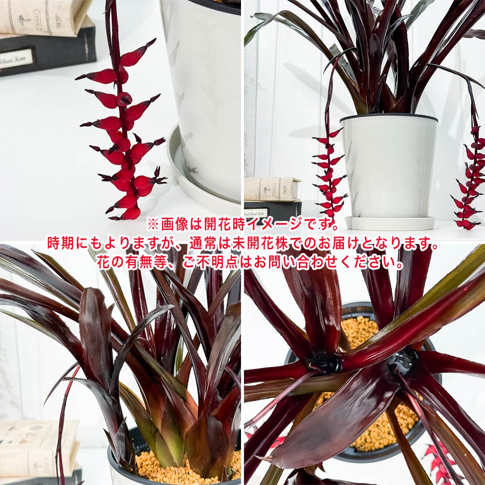 PLANCHU 観葉植物 エクメア フォスターズフェイバリット 5号鉢 受け皿付き 育て方説明書付き Aechmea ‘Foster's Favorite’ ブロメリア