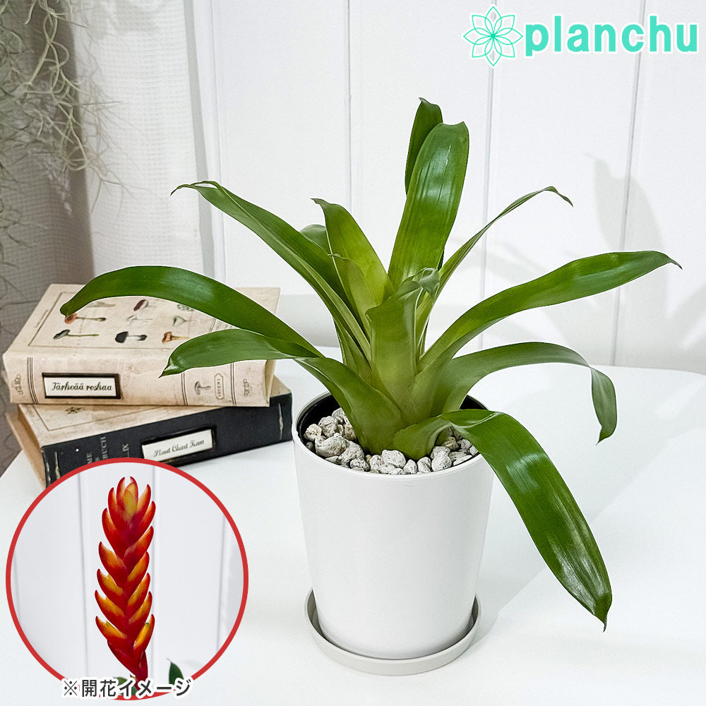 PLANCHU 観葉植物 フリーセア カリナータ 4号鉢 鉢受け皿付き