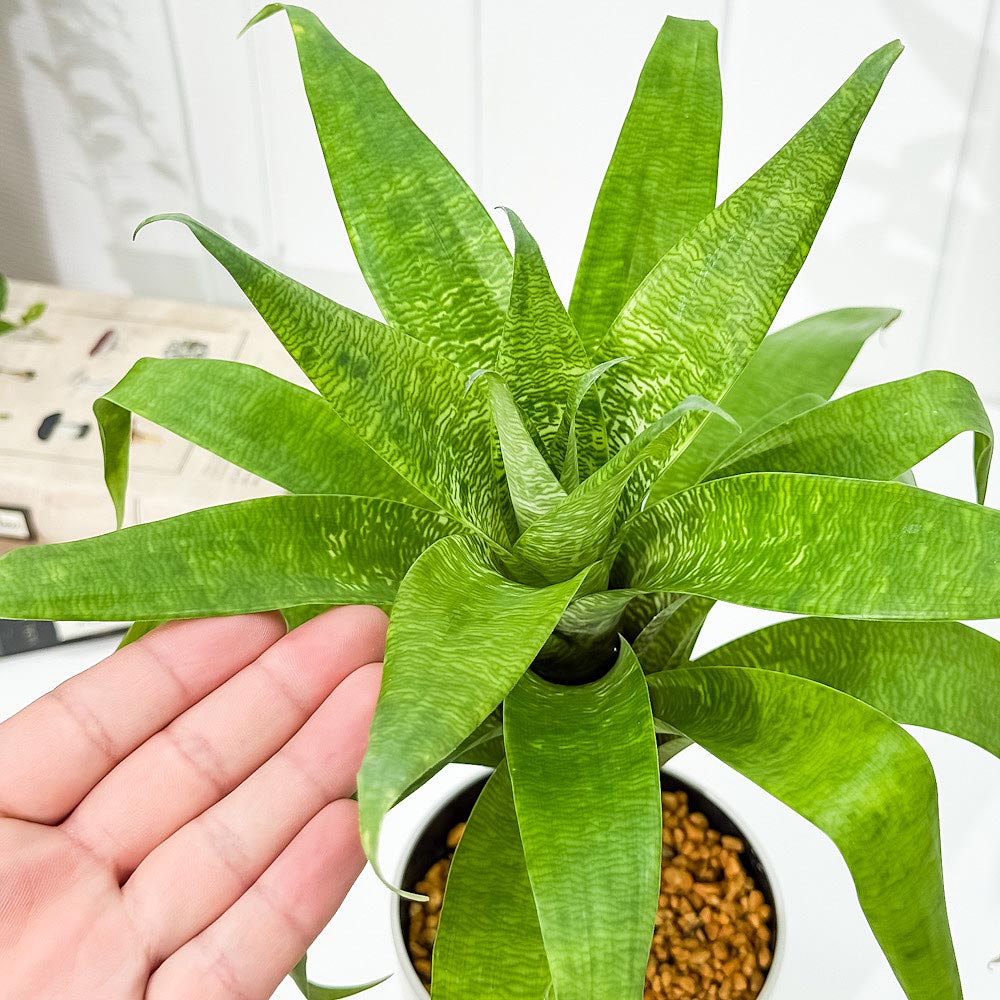 PLANCHU 観葉植物 フリーセア オスピナエ 4号鉢 受け皿付き 育て方説明書付き Vriesea ospinae ブロメリア