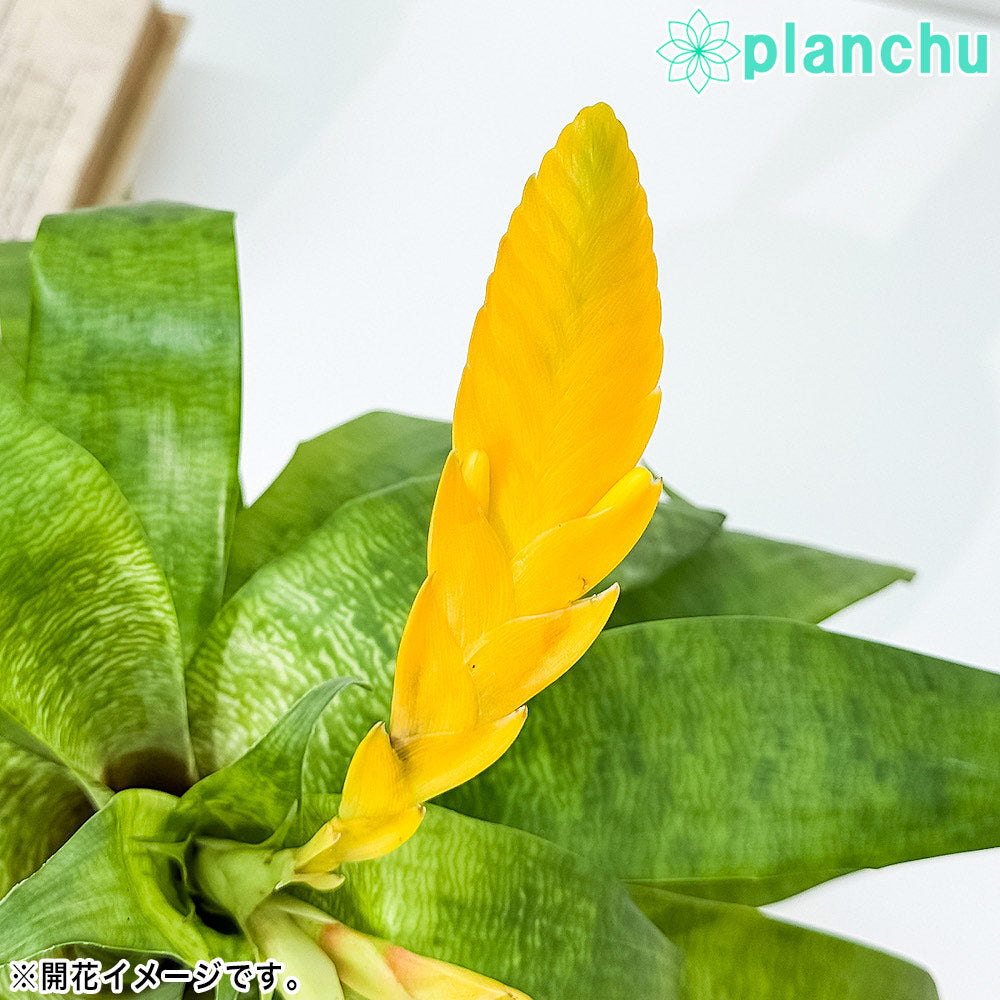 PLANCHU 観葉植物 フリーセア オスピナエ 4号鉢 受け皿付き 育て方説明書付き Vriesea ospinae ブロメリア