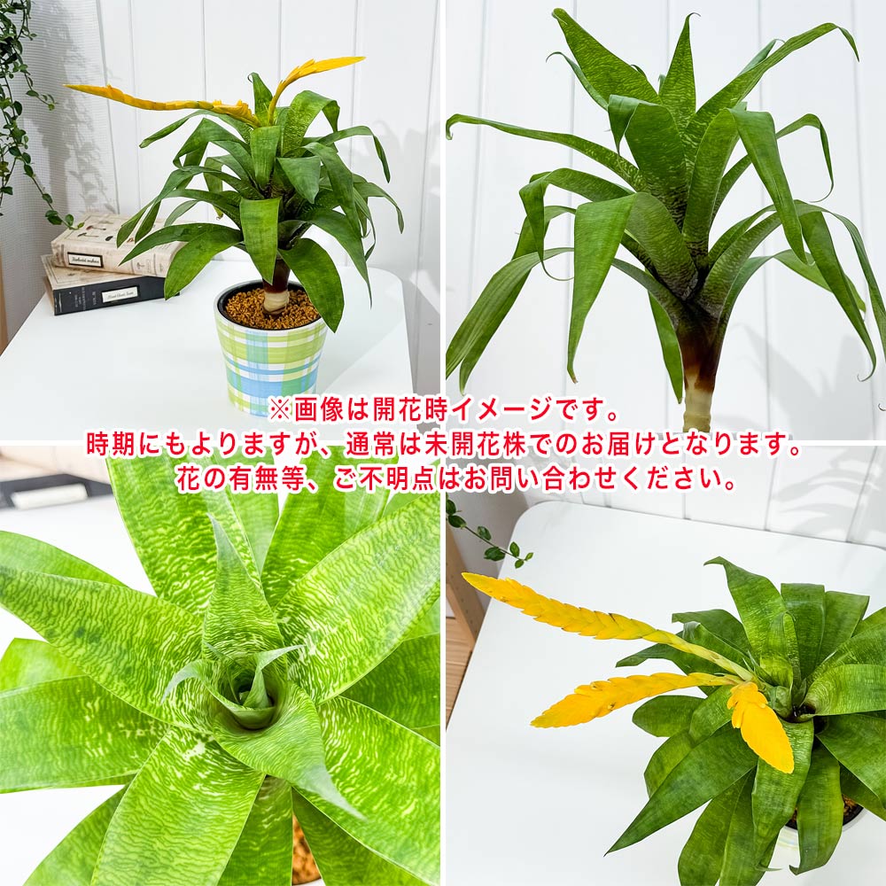 PLANCHU 観葉植物 フリーセア オスピナエ 4号鉢 受け皿付き 育て方説明書付き Vriesea ospinae ブロメリア