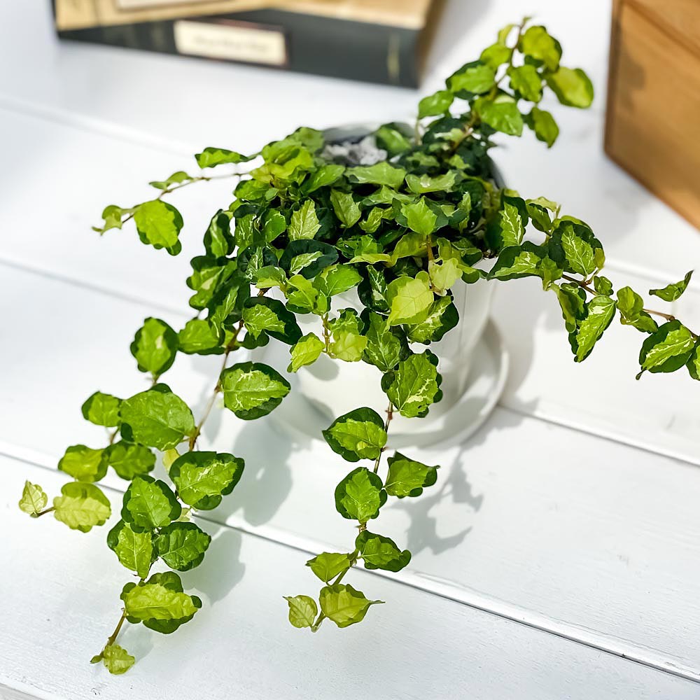 PLANCHU 観葉植物 フィカス プミラ ライム 3.5号鉢 受け皿付き 育て方説明書付き Ficus pumila cv.