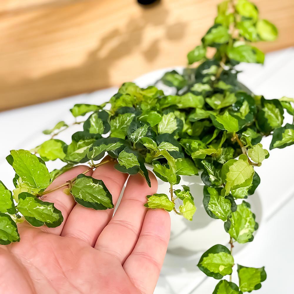 PLANCHU 観葉植物 フィカス プミラ ライム 3.5号鉢 受け皿付き 育て方説明書付き Ficus pumila cv.
