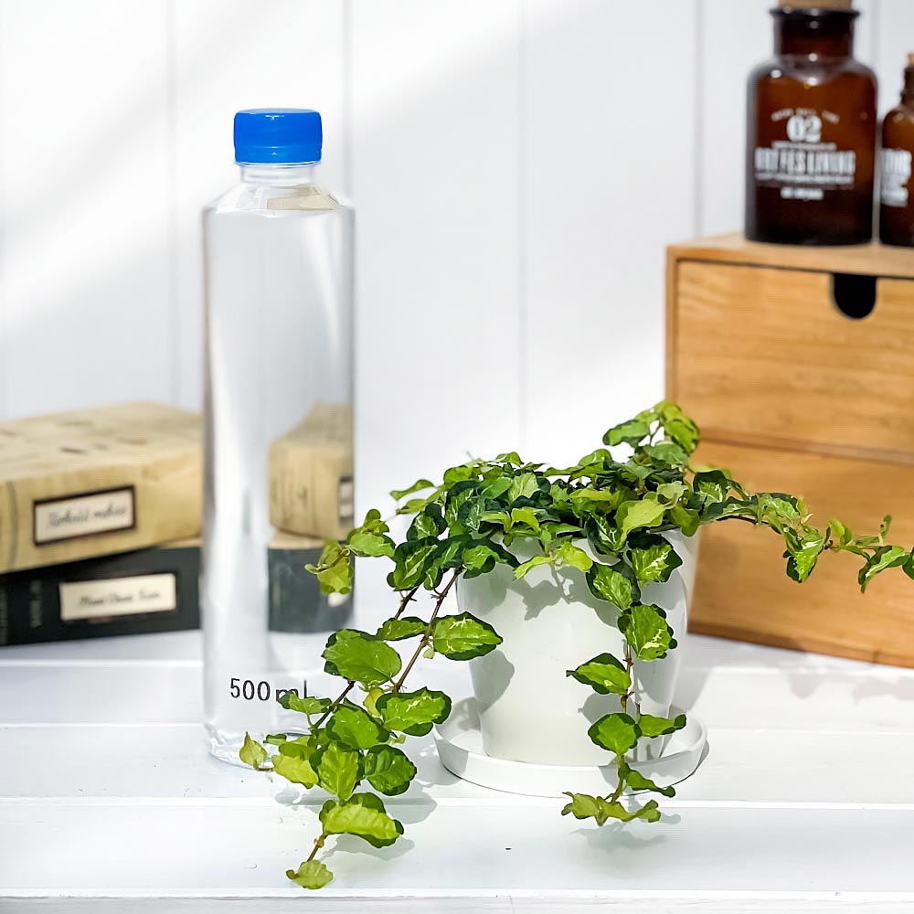 PLANCHU 観葉植物 フィカス プミラ ライム 3.5号鉢 受け皿付き 育て方説明書付き Ficus pumila cv.