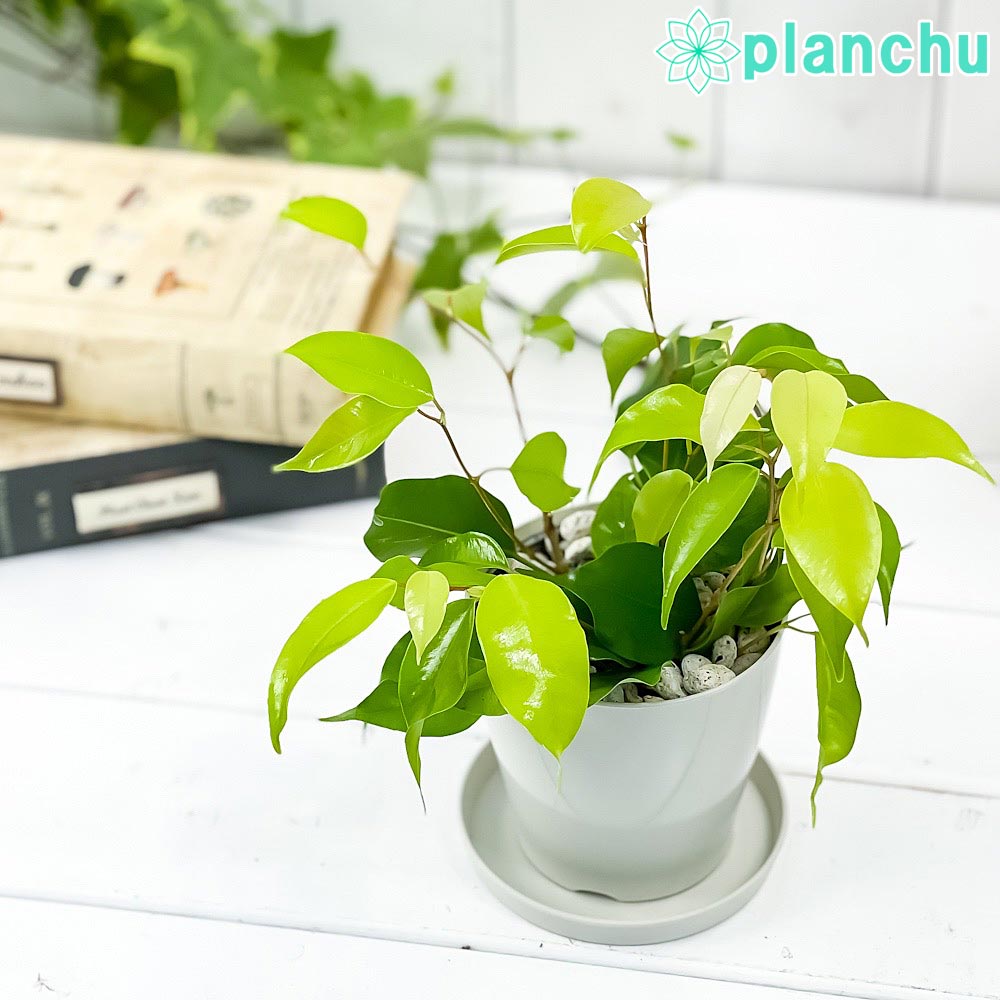 PLANCHU 観葉植物 フィカス ベンジャミン エスタ 3.5号鉢 受け皿付き 育て方説明書付き Ficus benjamina cv. 幸運を呼ぶ木 ゴムノキ ゴムの木