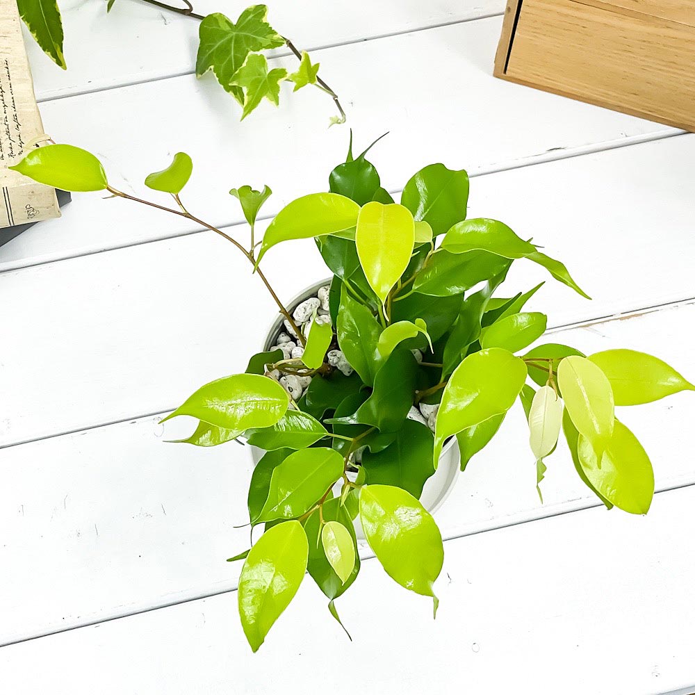 PLANCHU 観葉植物 フィカス ベンジャミン エスタ 3.5号鉢 受け皿付き 育て方説明書付き Ficus benjamina cv. 幸運を呼ぶ木 ゴムノキ ゴムの木