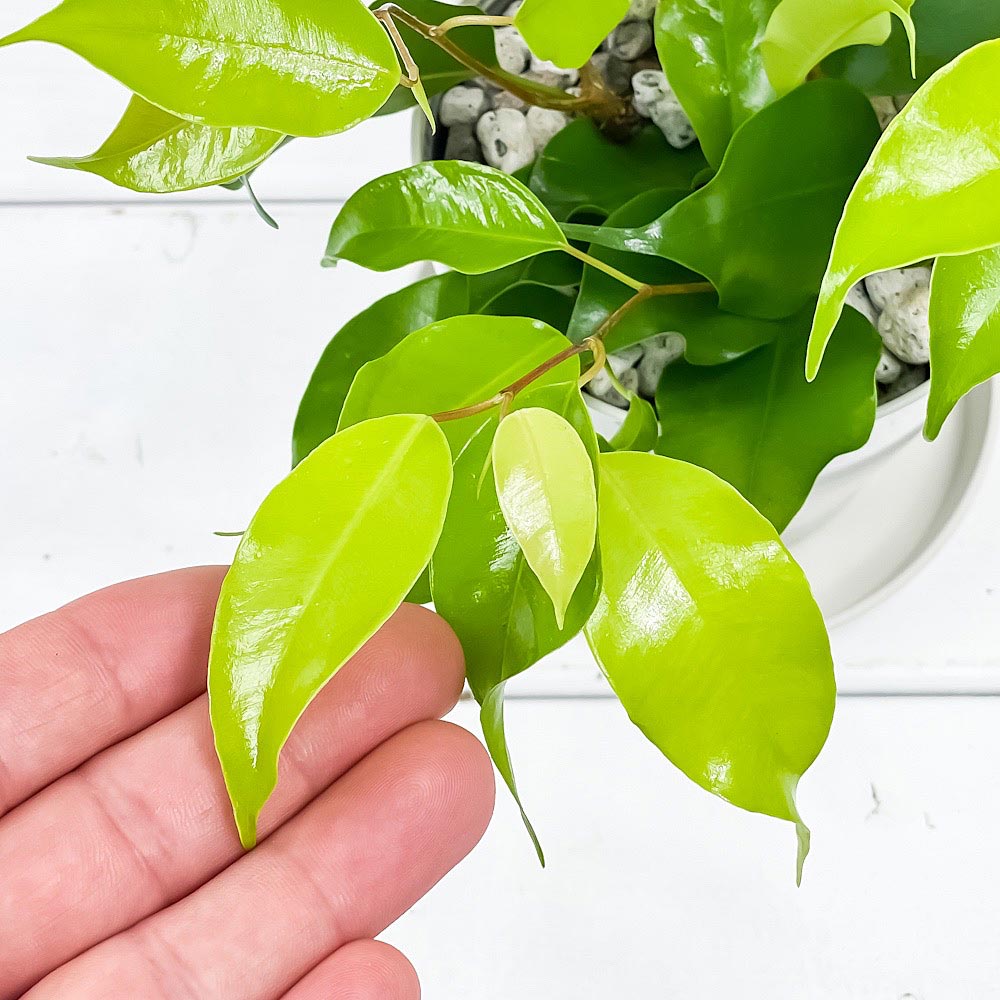 PLANCHU 観葉植物 フィカス ベンジャミン エスタ 3.5号鉢 受け皿付き 育て方説明書付き Ficus benjamina cv. 幸運を呼ぶ木 ゴムノキ ゴムの木