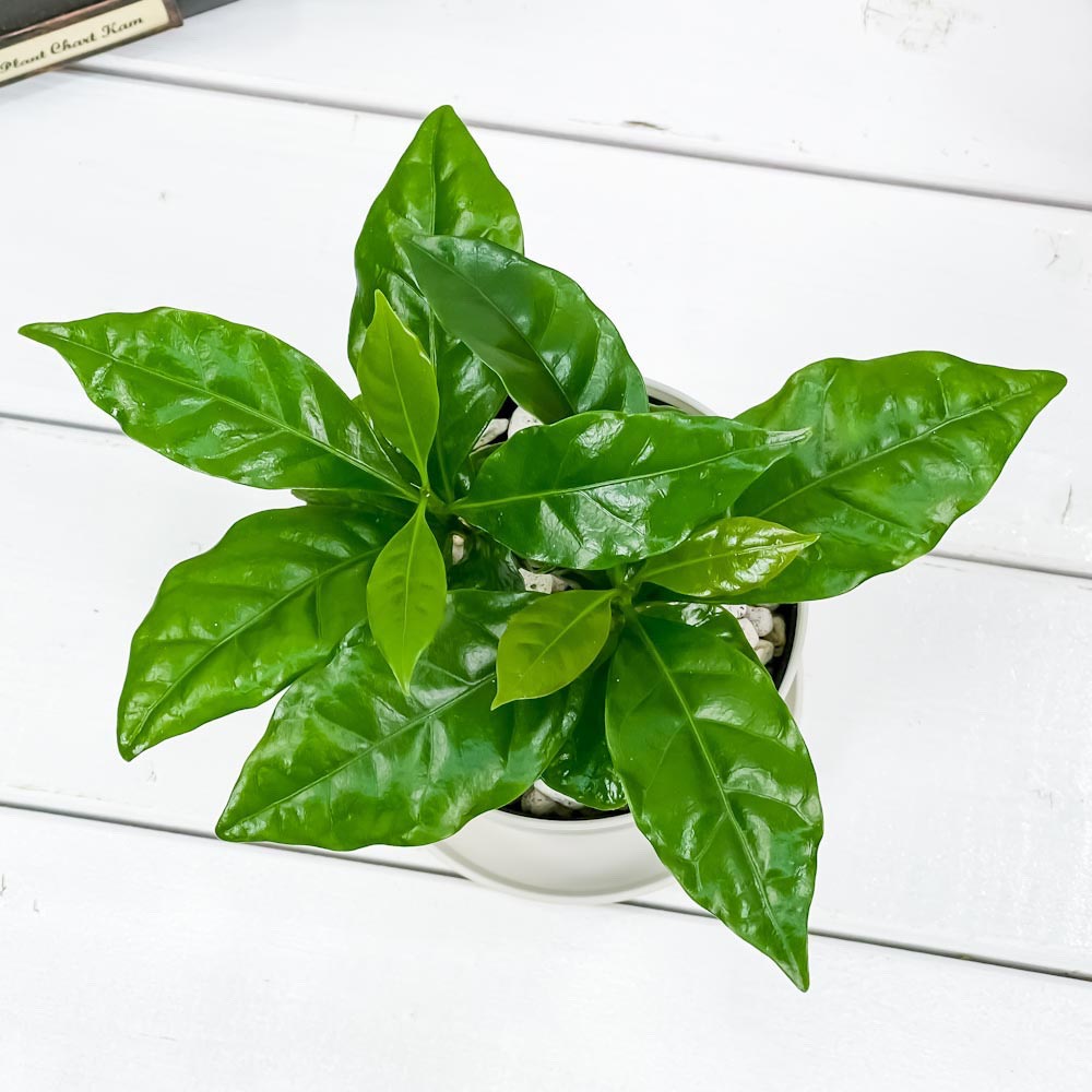 PLANCHU 観葉植物 コーヒーノキ アラビカ 3.5号鉢 受け皿付き 育て方説明書付き Coffea arabica コーヒーの木 珈琲の木 アラビカコーヒー