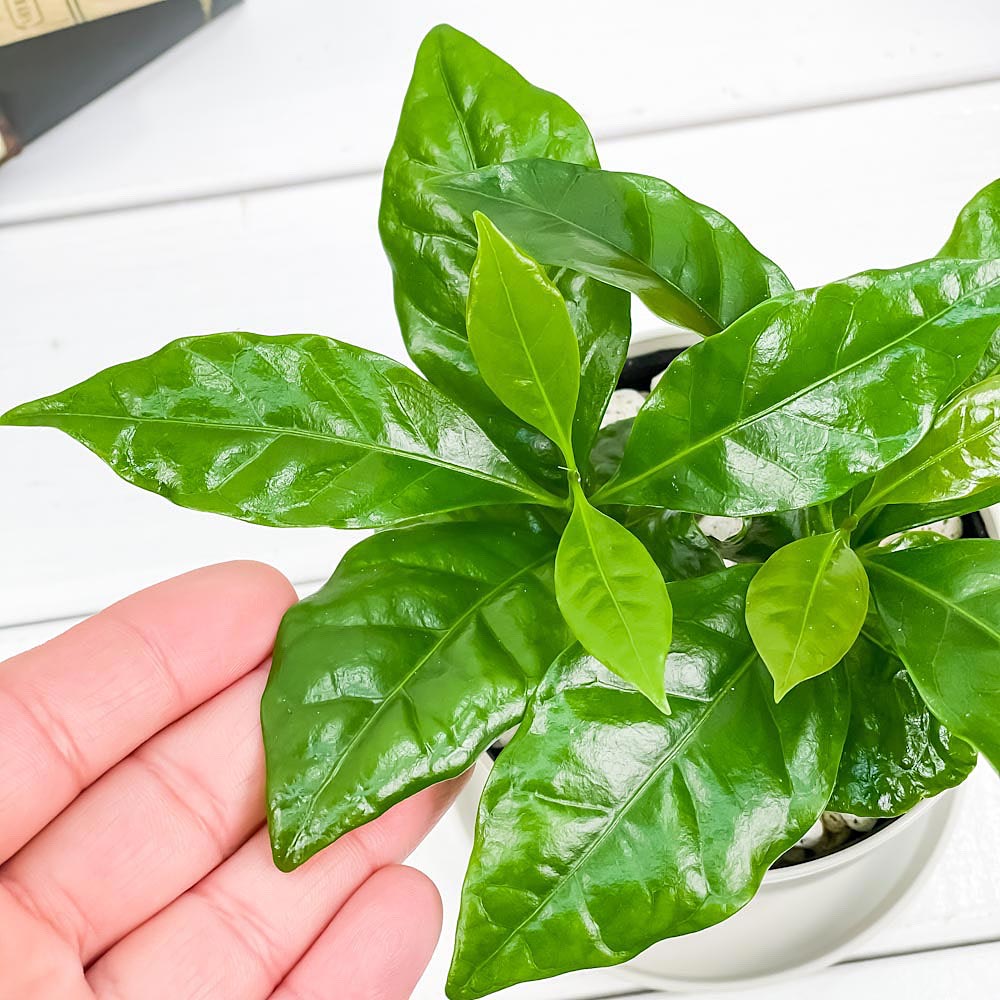 PLANCHU 観葉植物 コーヒーノキ アラビカ 3.5号鉢 受け皿付き 育て方説明書付き Coffea arabica コーヒーの木 珈琲の木 アラビカコーヒー