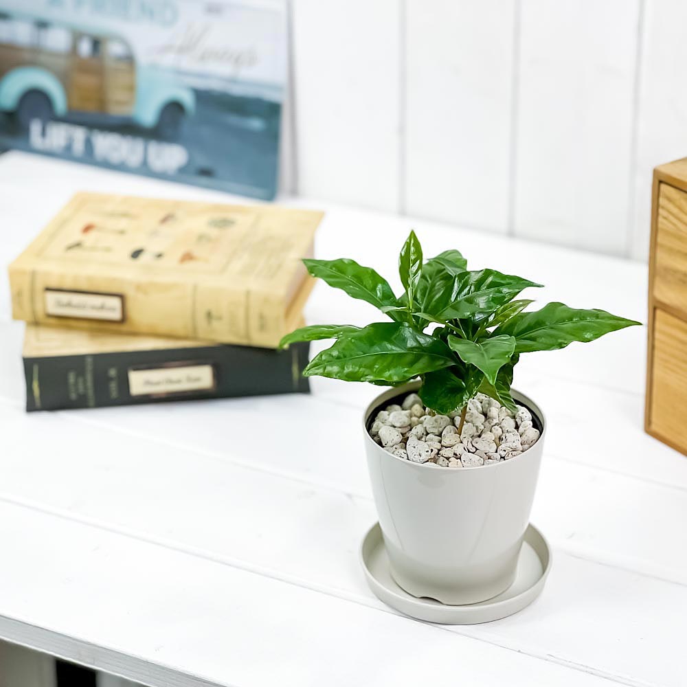 PLANCHU 観葉植物 コーヒーノキ アラビカ 3.5号鉢 受け皿付き 育て方説明書付き Coffea arabica コーヒーの木 珈琲の木 アラビカコーヒー