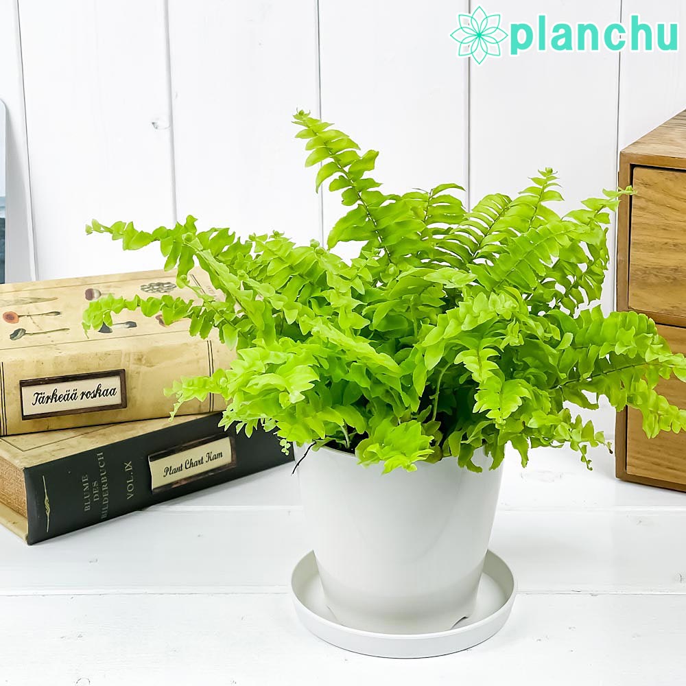 PLANCHU 観葉植物 ネフロレピス ツデー 3.5号鉢 受け皿付き 育て方説明書付き Nephrolepis exaltata ‘Teddy Junior’ シダ ボストンファーン ボストンファン