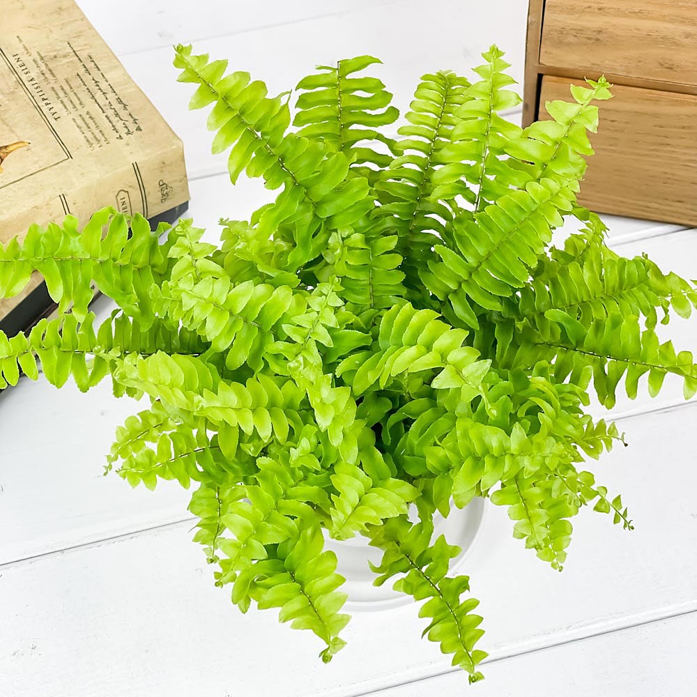 PLANCHU 観葉植物 ネフロレピス ツデー 3.5号鉢 3鉢セット 受け皿付き 育て方説明書付き Nephrolepis exaltata ‘Teddy Junior’ シダ ボストンファーン ボストンファン