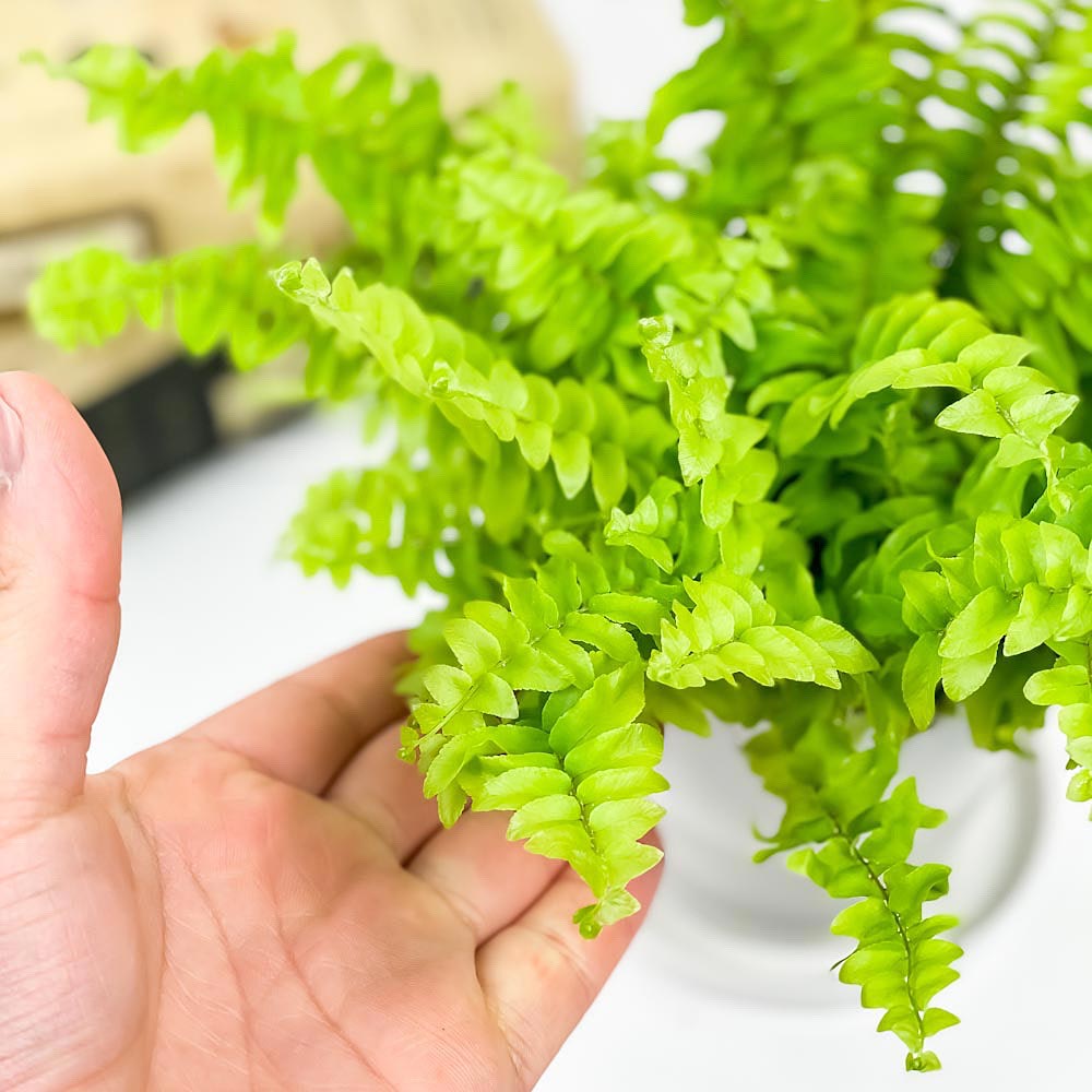 PLANCHU 観葉植物 ネフロレピス ツデー 3.5号鉢 3鉢セット 受け皿付き 育て方説明書付き Nephrolepis exaltata ‘Teddy Junior’ シダ ボストンファーン ボストンファン