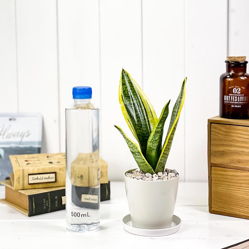PLANCHU 観葉植物 サンセベリア スパーバ 3.5号鉢 受け皿付き 育て方説明書付き Sansevieria trifasciata ‘Superba’ 多肉植物 サンスベリア ローレンチ