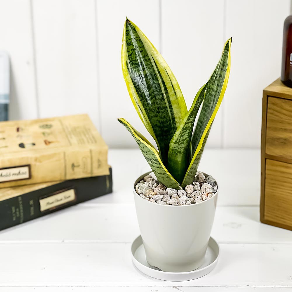 PLANCHU 多肉植物 サンセベリア スパーバ 3.5号鉢 受け皿付き 育て方説明書付き Sansevieria trifasciata ‘Superba’ サンスベリア ローレンチ