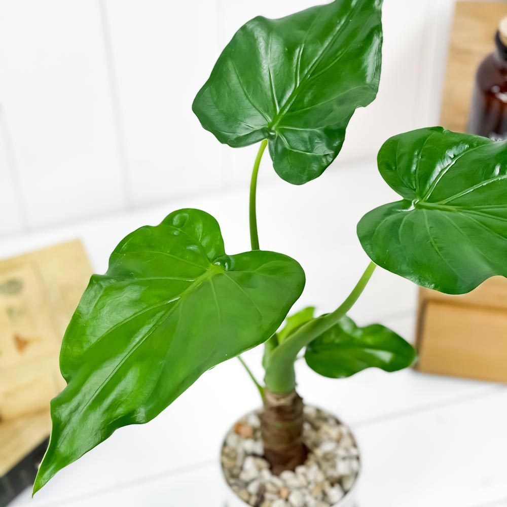 PLANCHU 観葉植物 アロカシア シマクワズイモ 3.5号鉢 受け皿付き 育て方説明書付き Alocasia cucullata アロイド