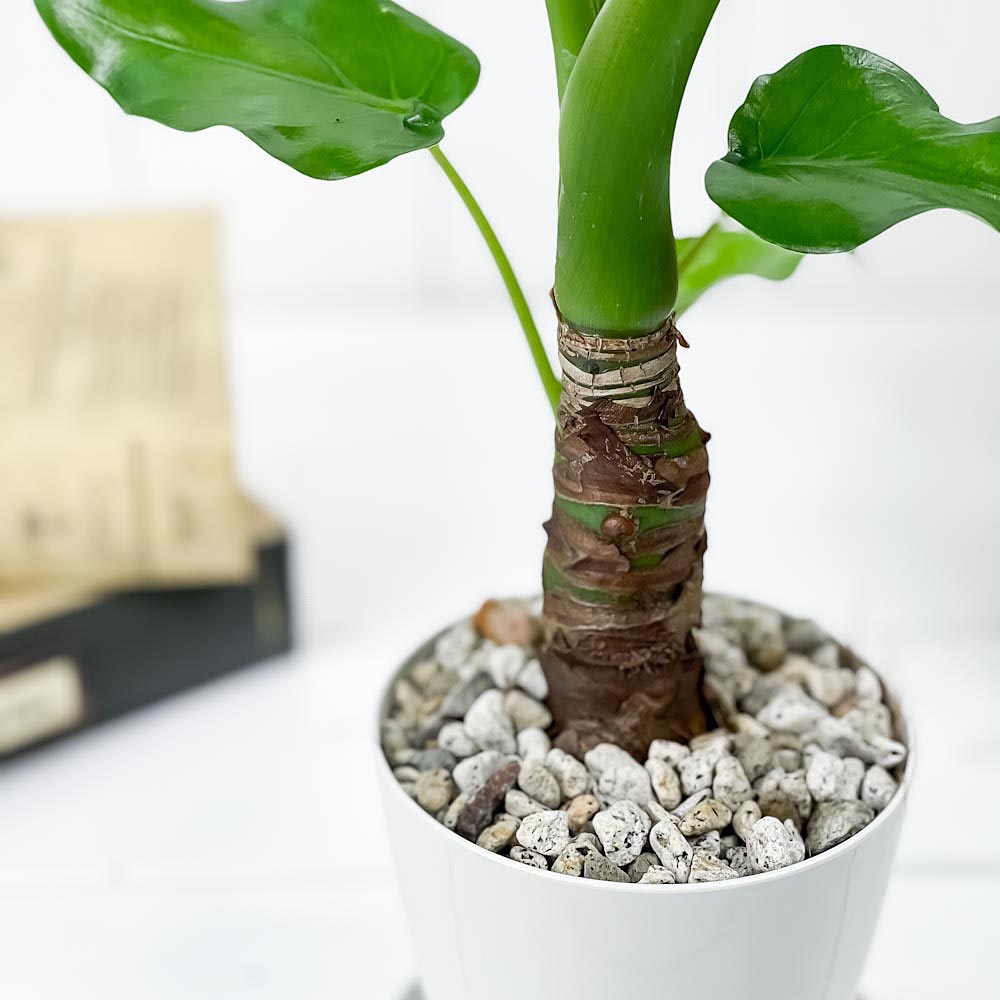 PLANCHU 観葉植物 アロカシア シマクワズイモ 3.5号鉢 受け皿付き 育て方説明書付き Alocasia cucullata アロイド