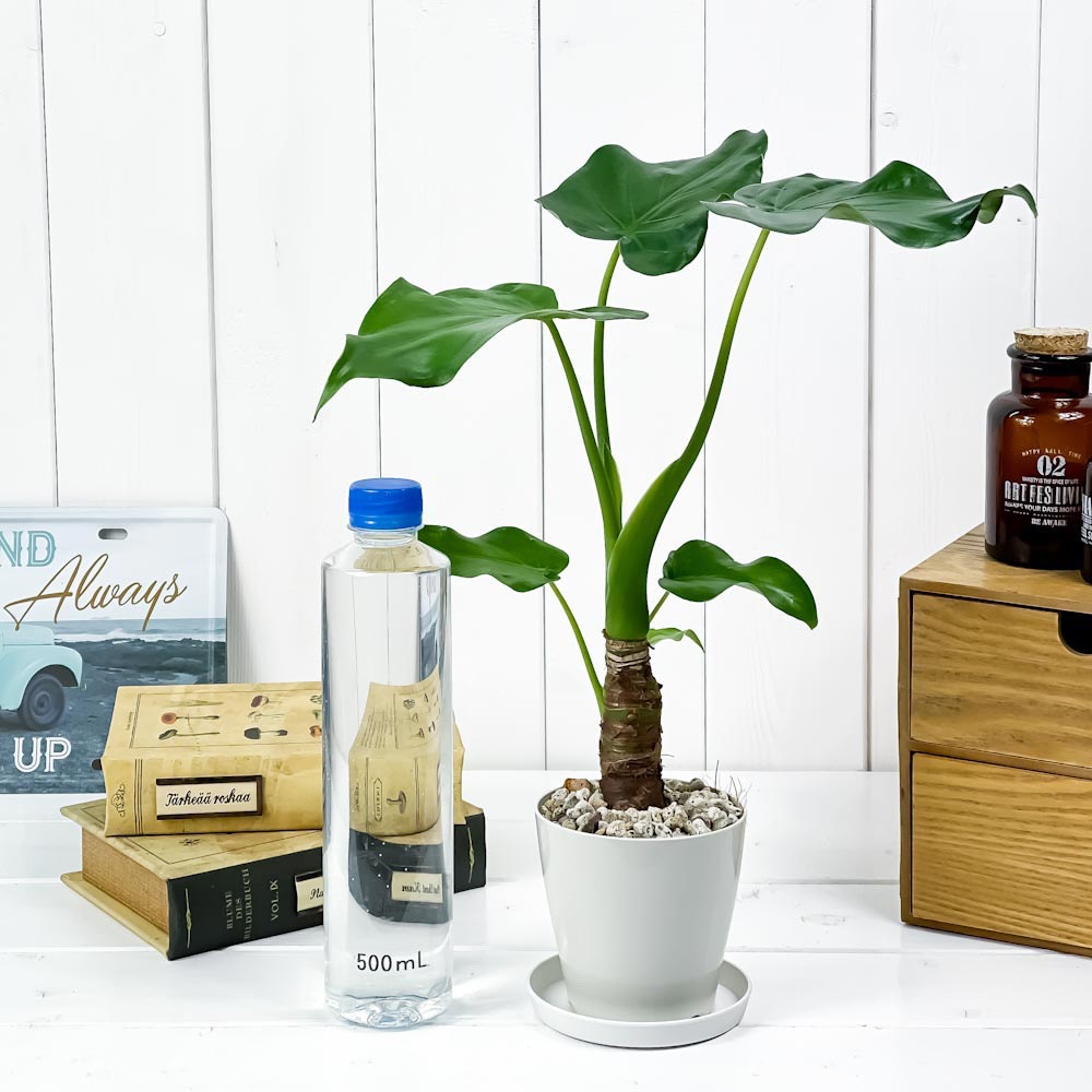PLANCHU 観葉植物 アロカシア シマクワズイモ 3.5号鉢 受け皿付き 育て方説明書付き Alocasia cucullata アロイド