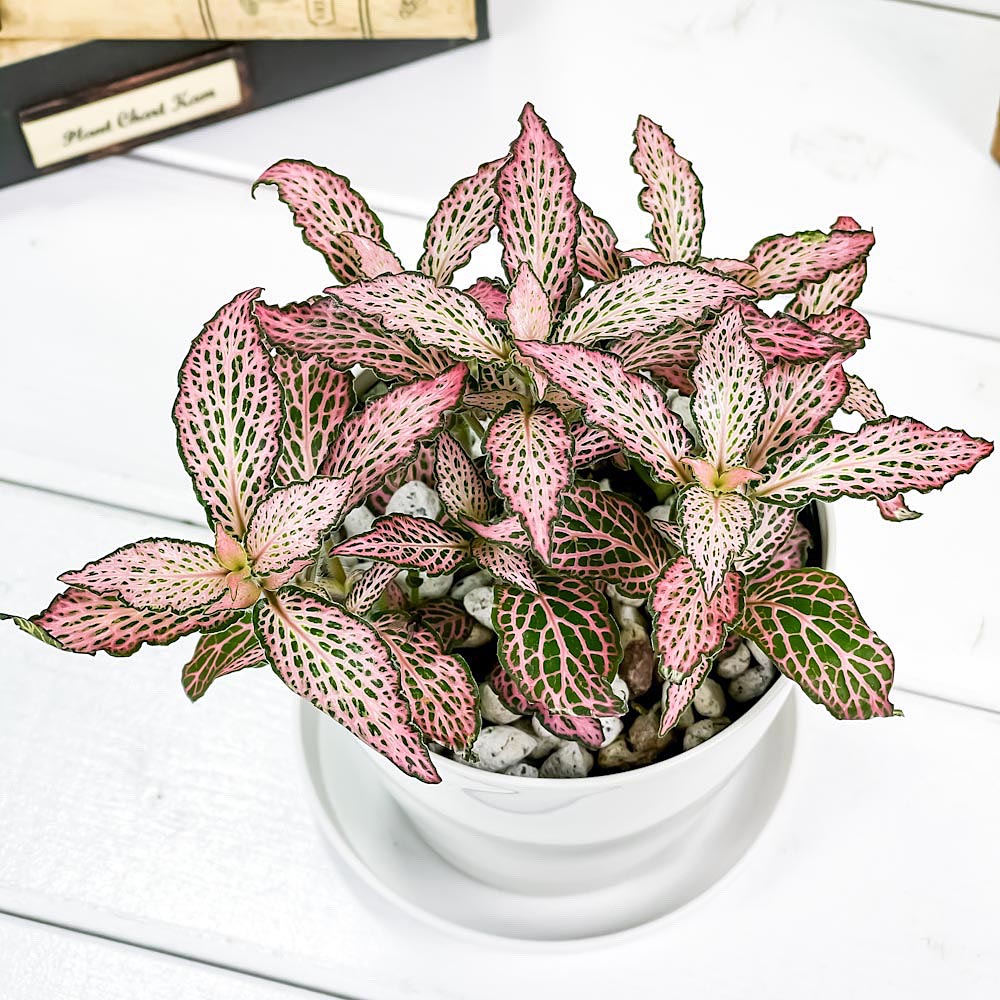 PLANCHU 観葉植物 フィットニア おまかせ ピンク系 3.5号鉢 受け皿付き 育て方説明書付き Fittonia albivenis cv. アミメグサ