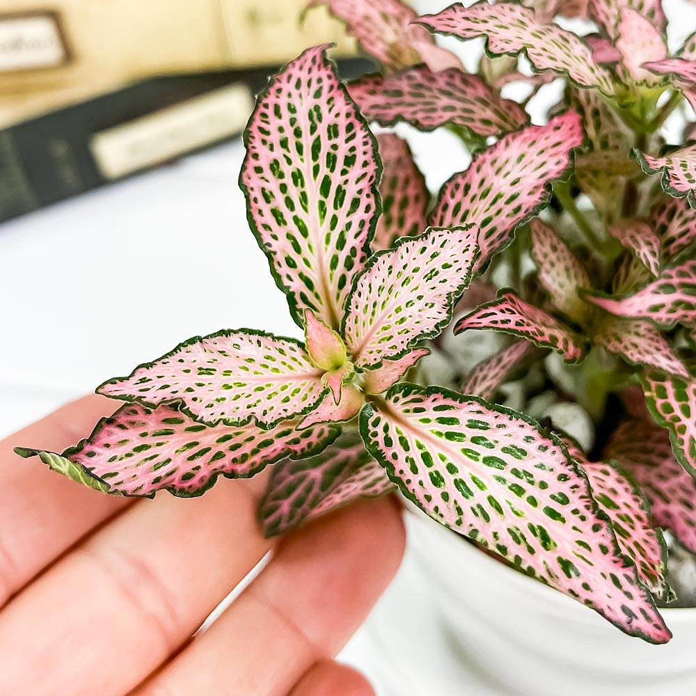 PLANCHU 観葉植物 フィットニア おまかせ ピンク系 3.5号鉢 受け皿付き 育て方説明書付き Fittonia albivenis cv. アミメグサ