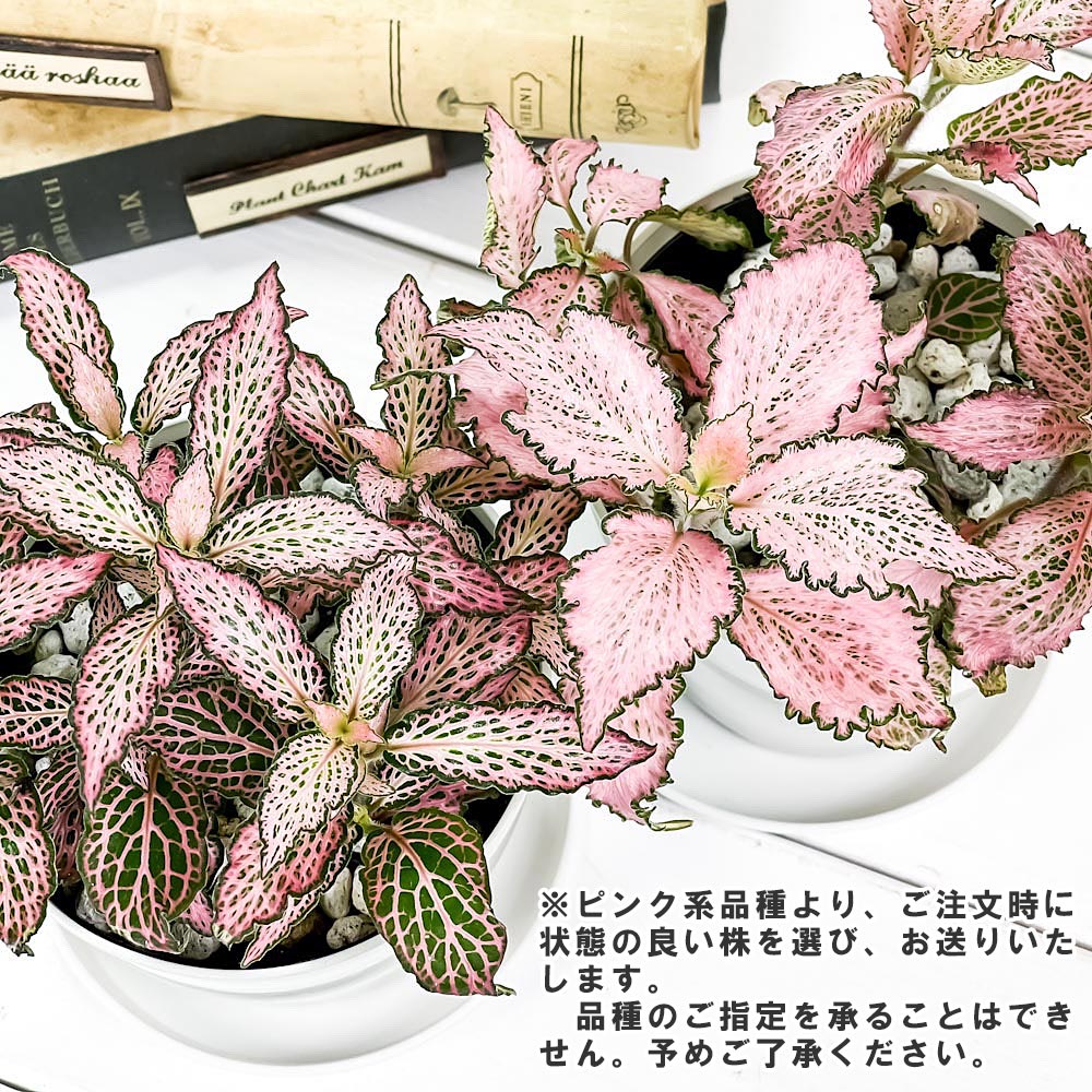 PLANCHU 観葉植物 フィットニア おまかせ ピンク系 3.5号鉢 受け皿付き 育て方説明書付き Fittonia albivenis cv. アミメグサ
