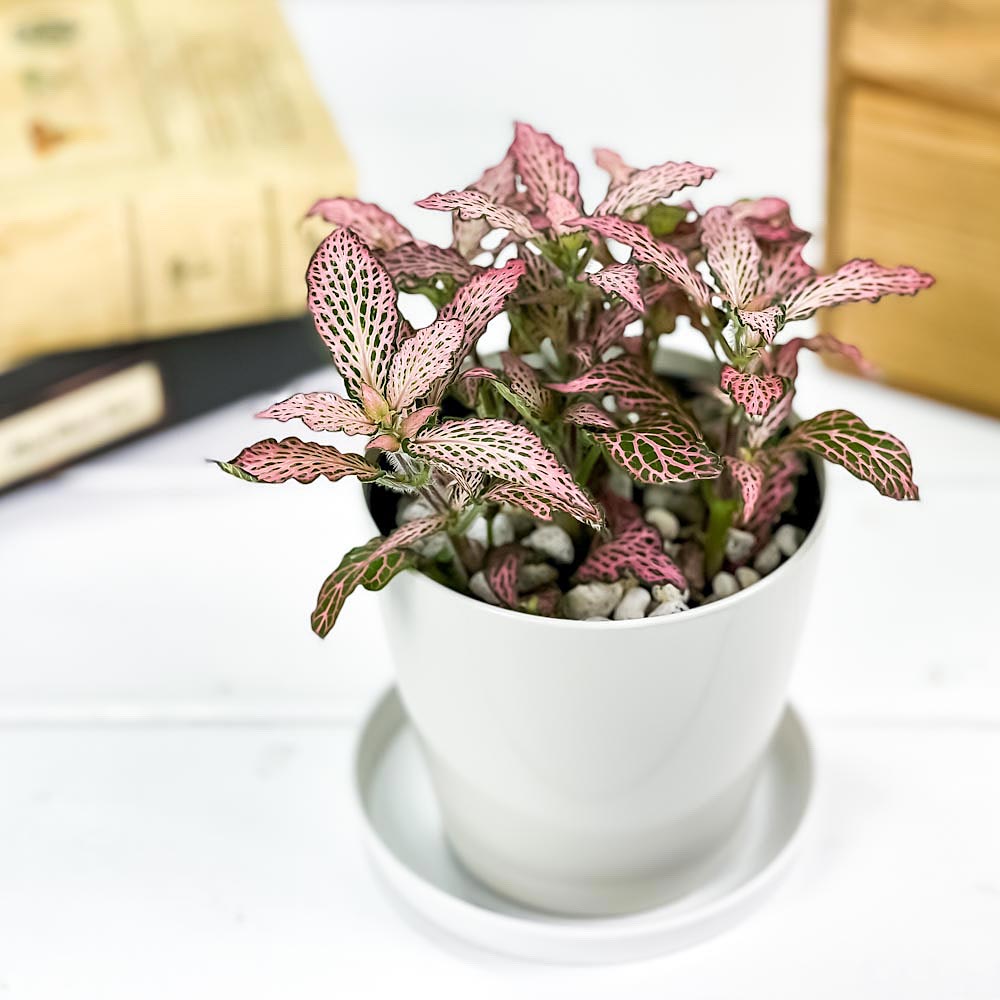 PLANCHU 観葉植物 フィットニア おまかせ ピンク系 3.5号鉢 受け皿付き 育て方説明書付き Fittonia albivenis cv. アミメグサ