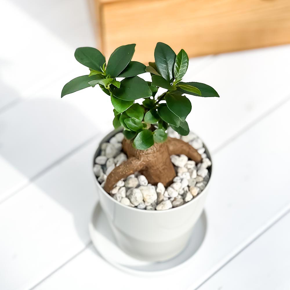 PLANCHU 観葉植物 ガジュマル 3.5号鉢 受け皿付き 育て方説明書付き Ficus microcarpa フィカス ミクロカルパ