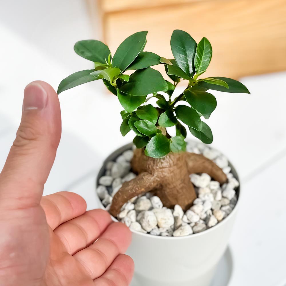 PLANCHU 観葉植物 ガジュマル 3.5号鉢 受け皿付き 育て方説明書付き Ficus microcarpa フィカス ミクロカルパ