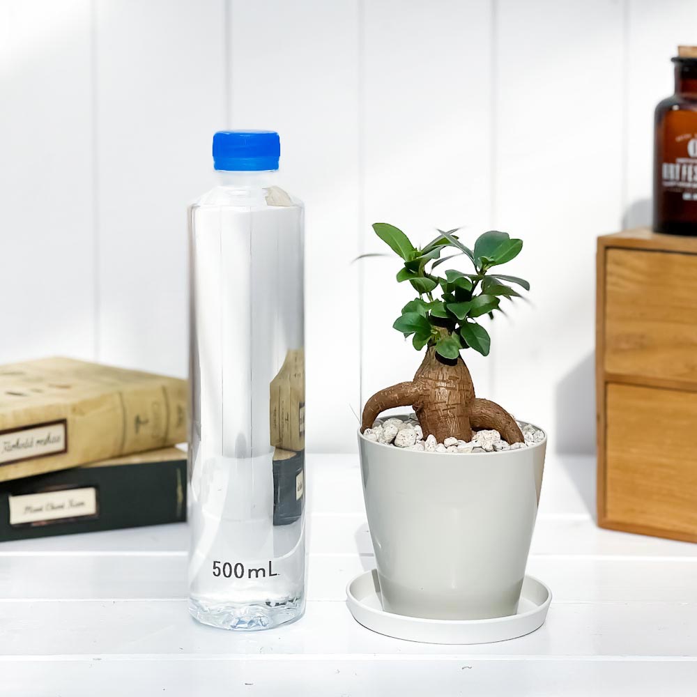PLANCHU 観葉植物 ガジュマル 3.5号鉢 受け皿付き 育て方説明書付き Ficus microcarpa フィカス ミクロカルパ
