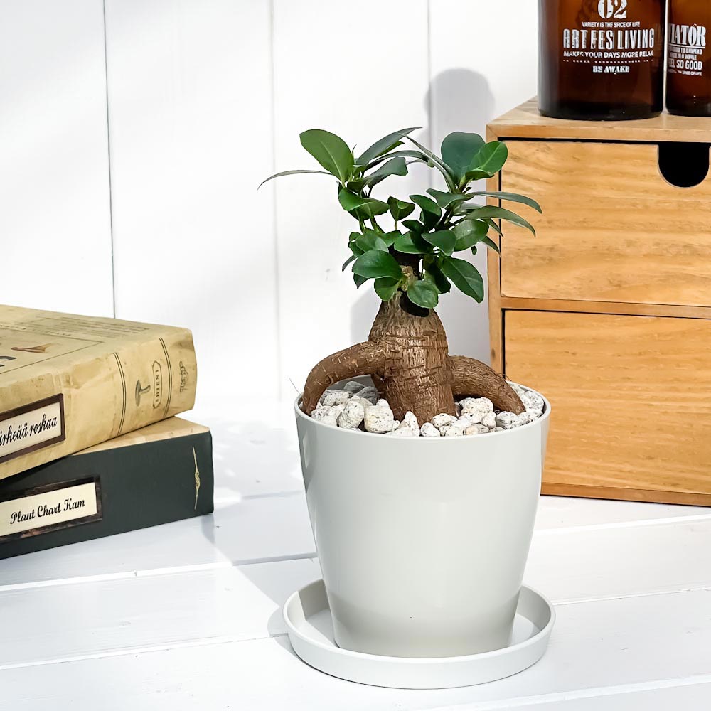 PLANCHU 観葉植物 ガジュマル 3.5号鉢 受け皿付き 育て方説明書付き Ficus microcarpa フィカス ミクロカルパ