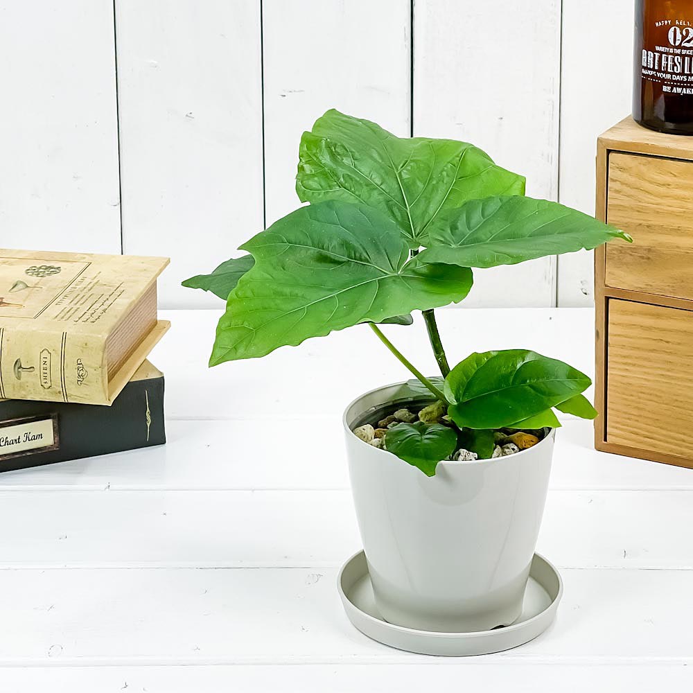 PLANCHU 観葉植物 フィカス ウンベラータ 3.5号鉢 受け皿付き 育て方説明書付き Ficus umbellata