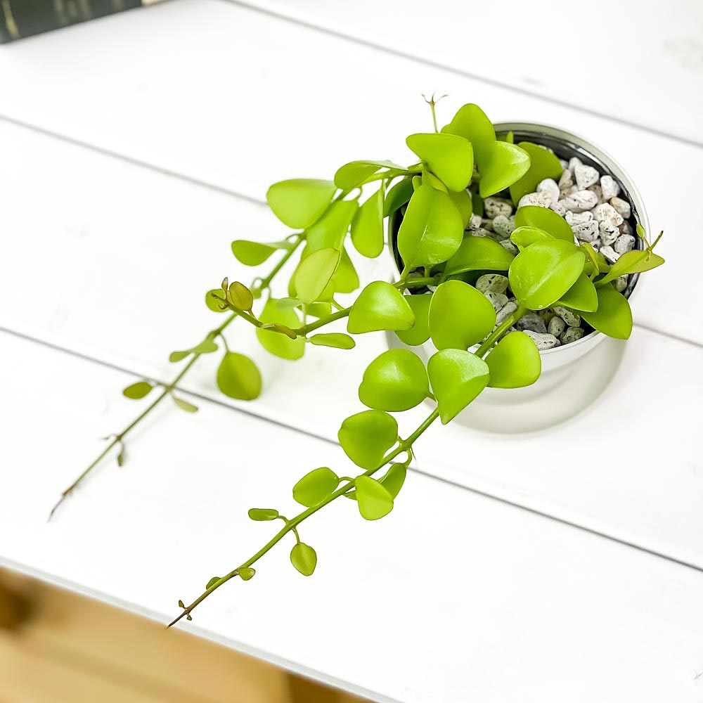 PLANCHU 観葉植物 ディスキディア ヌンムフォリア 3.5号鉢 受け皿付き 育て方説明書付き Dischidia