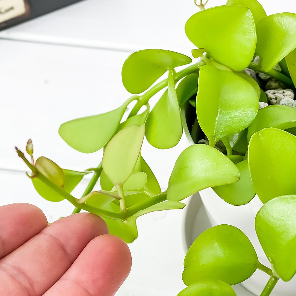 PLANCHU 観葉植物 ディスキディア ヌンムフォリア 3.5号鉢 受け皿付き 育て方説明書付き Dischidia